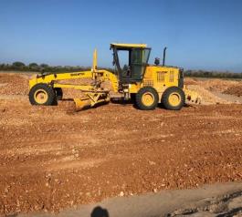 Dairy Cow - Friesian